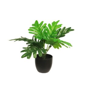 Plant Zijde Philodendron
