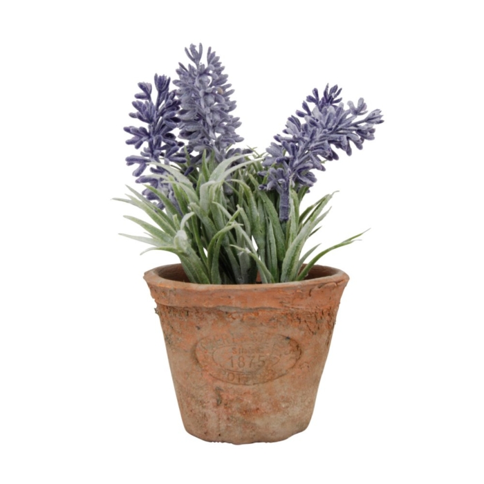 Lavendel in pot